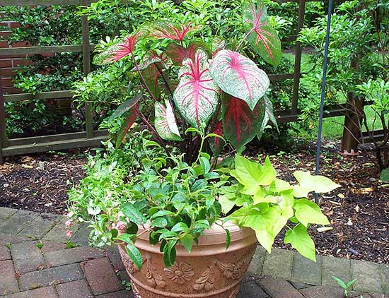 Azaleas to Zinnias Landscaping