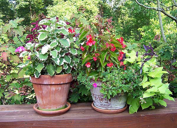 Azaleas to Zinnias Landscaping
