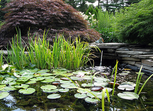 azaleas to zinnias baltimore Landscaping